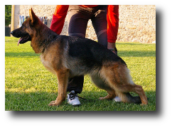 Xasha von Dongmiran, cachorros del criadero de pastor aleman Zoehfer