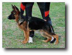 Carlo de Zoehfer, cachorro propiedad del criador de pastores alemanes Zoehfer