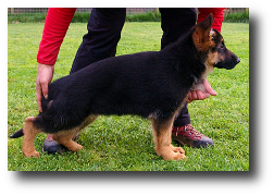 Daggy de Zoehfer, perra del criador de pastores alemanes Zoehfer