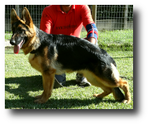 Daggy de Zoehfer, perra del criadero de pastores alemanes Zoehfer