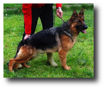 Fara de Zoehfer, cachorro del criadero de pastores alemanes Zoehfer