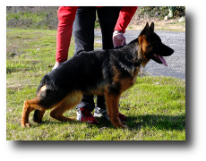 Fara de Zoehfer, cachorro del criador de pastores alemanes Zoehfer