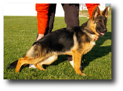 Bella de Zoehfer, excelentes cachorros del criador de Pastor Aleman Zoehfer