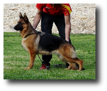 Lola de Zoehfer, excelentes cachorros del criadero de Pastor Aleman Zoehfer