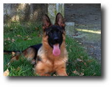 Iker de Zoehfer, cachorro del criadero de pastores alemanes Zoehfer