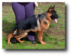 Iker de Zoehfer, cachorro del criadero de pastores alemanes Zoehfer