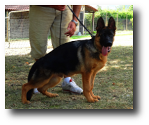 Iker de Zoehfer, cachorro del criador de pastores alemanes Zoehfer