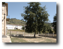 Instalaciones del criador Zoehfer, cachorros de Pastores Alemanes