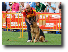 Prueba de Protección (Lanzado) de Onex do Monticans para mejores cachorros entrenado por su propietario, el criador de pastor aleman. Criador Zoehfer - España