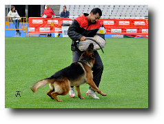 Prueba de Protección (Lanzado) de Onex do Monticans cachorros auténticos entrenado por su propietario. Pastor Alemán del criadero Zoehfer - España