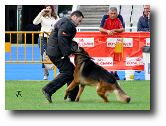 Prueba de Protección (Sorpresivo) de Onex do Monticans cachorros espectaculares Pastor Alemán del Kennel Zoehfer - España