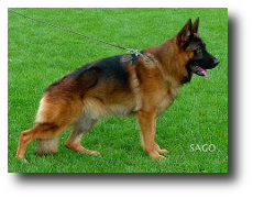 Yago vom Butjenter Land semental utilizado por el criadero de pastores alemanes Zoehfer cachorros muy bonitos